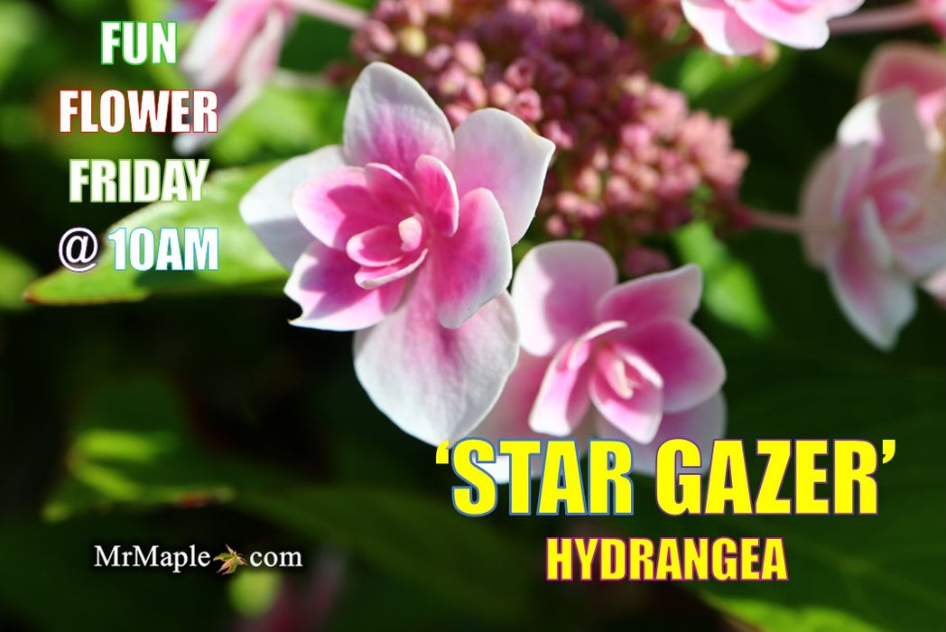 Hydrangea macrophylla ‘Star Gazer’ Hydrangea