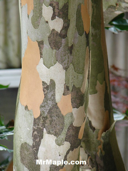Stewartia pseudocamellia Flowering - Bark Interest - Fall Color - Japanese Stewartia