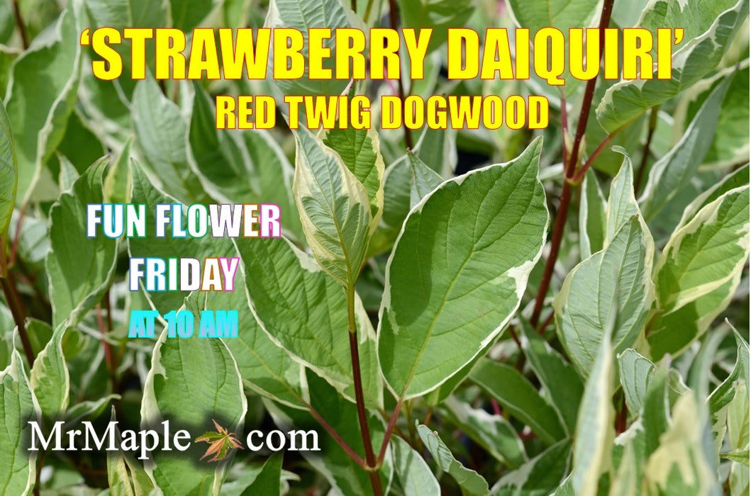 Cornus alba 'STDAZAM’ Strawberry Daiquiri® Variegated Red Twig Dogwood