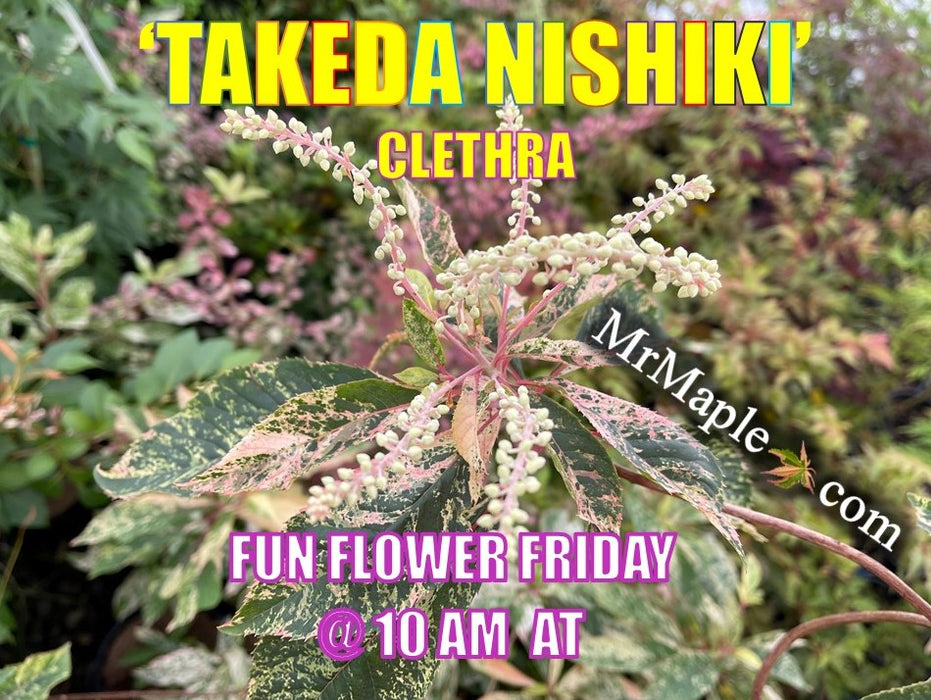 Clethra barbinervis 'Takeda nishiki' Variegated Japanese Clethra