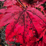 - Acer japonicum 'Taki no gawa' Full Moon Japanese Maple - Mr Maple │ Buy Japanese Maple Trees