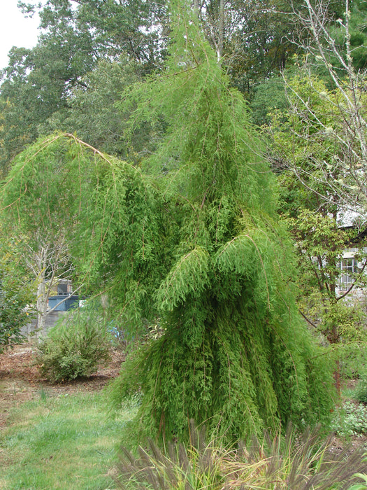 Taxodium distichum 'Falling Waters' Weeping Bald Cypress