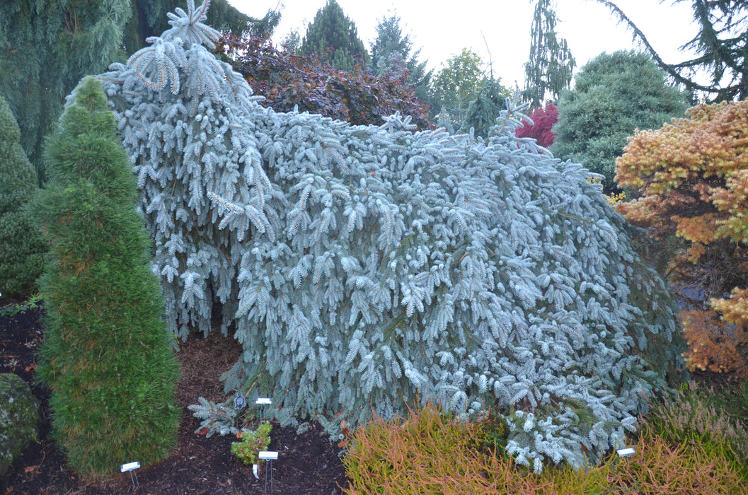 Picea pungens ‘The Blues' Weeping Blue Spruce