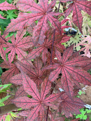 - Acer palmatum 'Frosted Purple' Japanese Maple - Mr Maple │ Buy Japanese Maple Trees