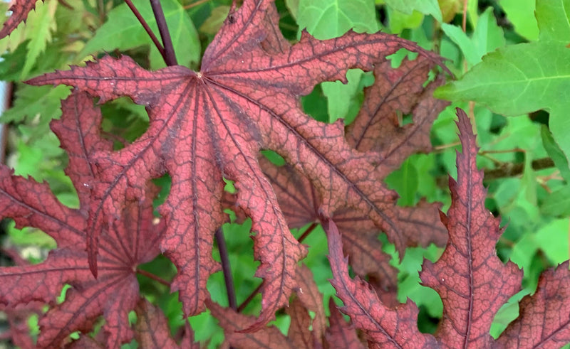 - Acer palmatum 'Waveleaf' Japanese Maple - Mr Maple │ Buy Japanese Maple Trees