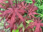 - Acer palmatum 'Waveleaf' Japanese Maple - Mr Maple │ Buy Japanese Maple Trees
