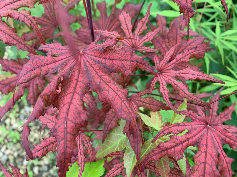 - Acer palmatum 'Waveleaf' Japanese Maple - Mr Maple │ Buy Japanese Maple Trees