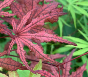 - Acer palmatum 'Waveleaf' Japanese Maple - Mr Maple │ Buy Japanese Maple Trees