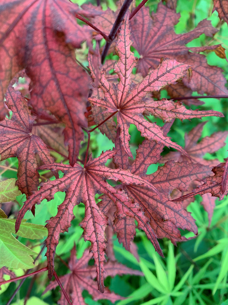 - Acer palmatum 'Waveleaf' Japanese Maple - Mr Maple │ Buy Japanese Maple Trees