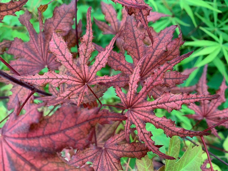 - Acer palmatum 'Waveleaf' Japanese Maple - Mr Maple │ Buy Japanese Maple Trees