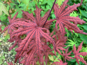 - Acer palmatum 'Waveleaf' Japanese Maple - Mr Maple │ Buy Japanese Maple Trees