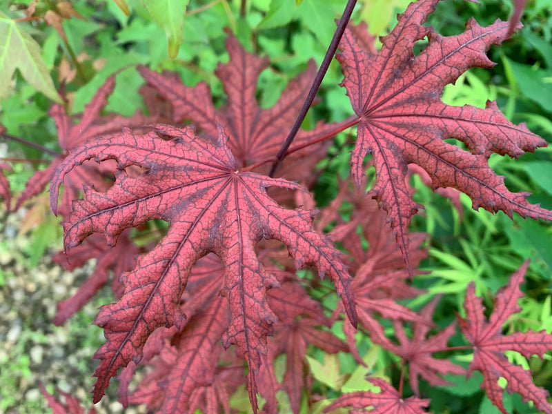 - Acer palmatum 'Waveleaf' Japanese Maple - Mr Maple │ Buy Japanese Maple Trees