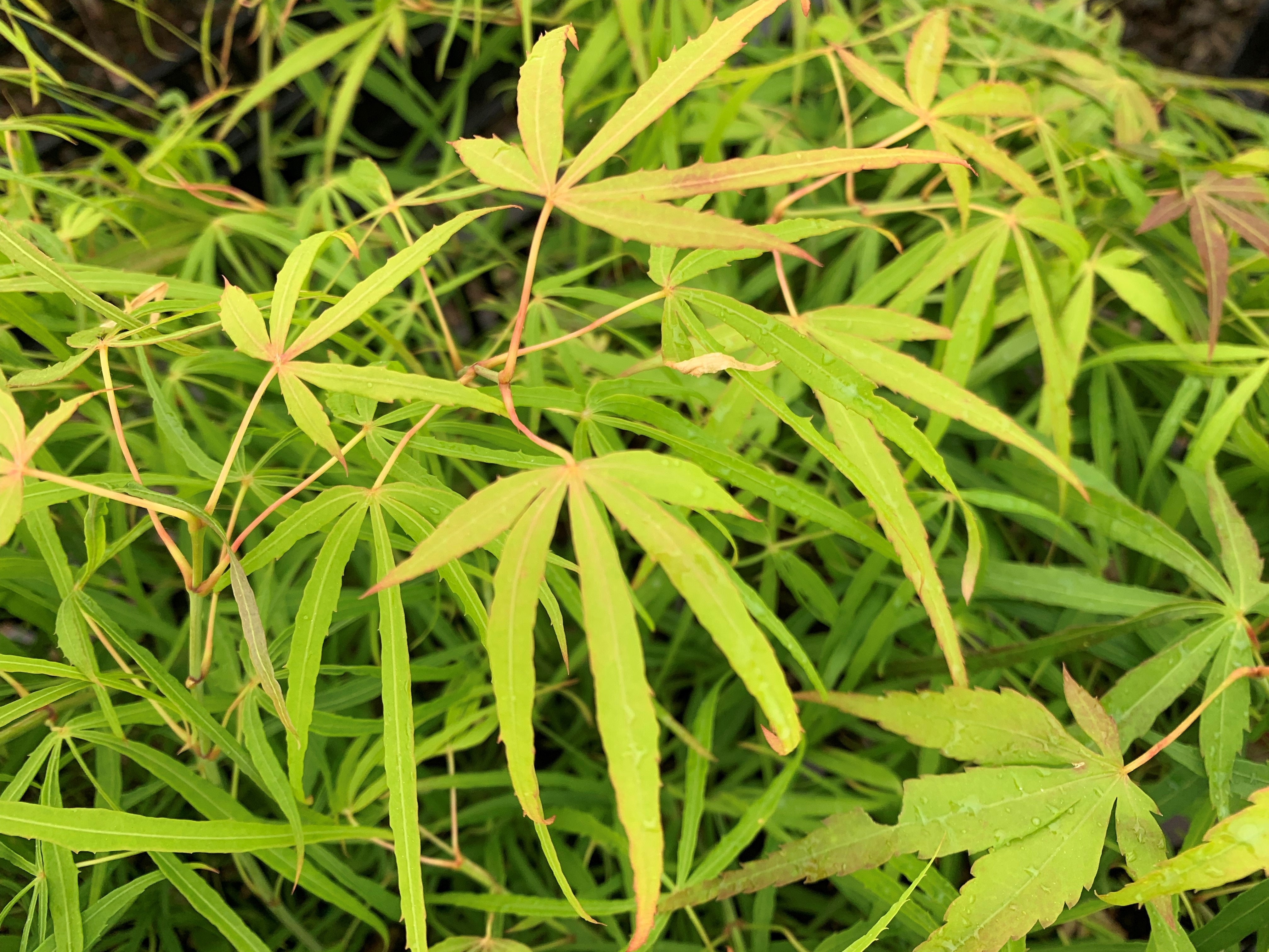 Buy Acer palmatum 'Yellow Threads' Rare Japanese Maple — Mr Maple