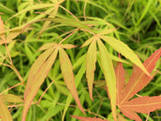- Acer palmatum 'Yellow Threads' Rare Japanese Maple - Mr Maple │ Buy Japanese Maple Trees