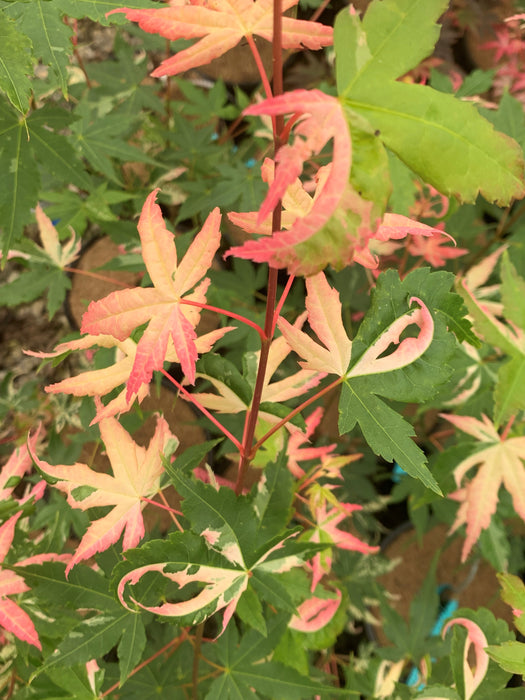 Acer palmatum 'Karasu gawa' Pink Variegated Japanese Maple