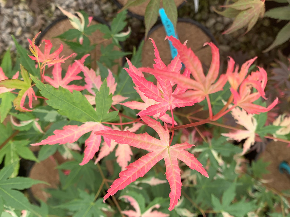Acer palmatum 'Karasu gawa' Pink Variegated Japanese Maple