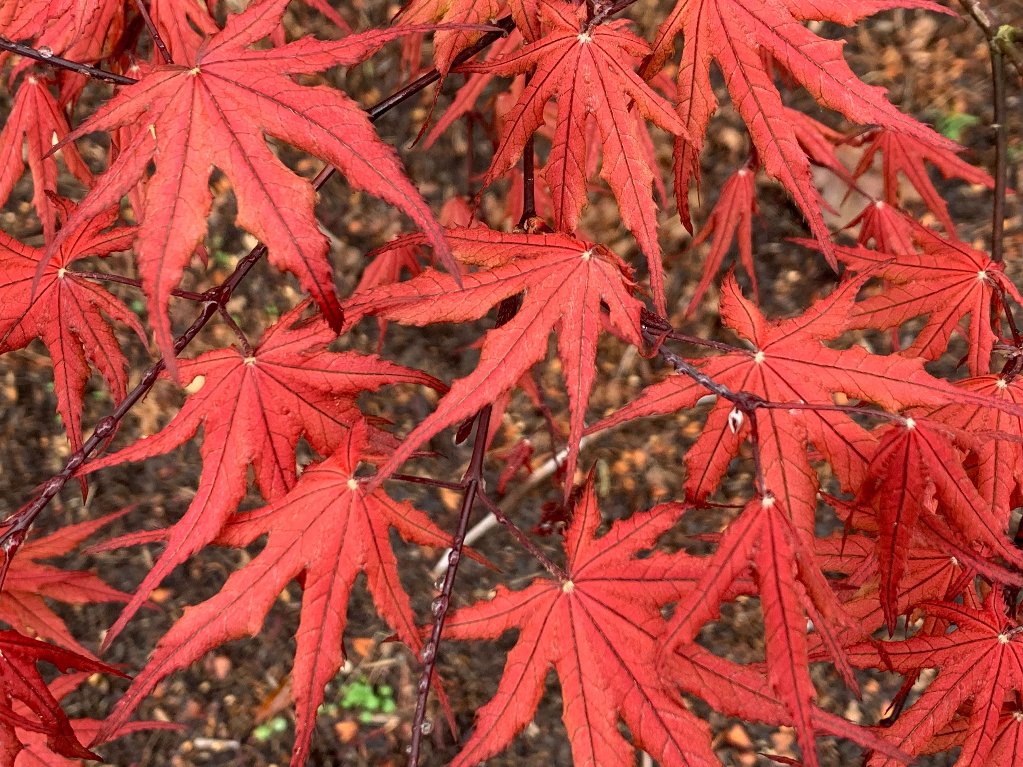 Buy Acer palmatum 'Purple Ghost' Japanese Maple — Mr Maple │ Buy