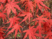 - FOR PICKUP ONLY | Acer palmatum 'Purple Ghost' Japanese Maple | DOES NOT SHIP - Mr Maple │ Buy Japanese Maple Trees