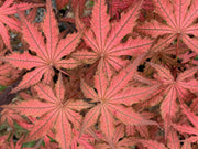 - Acer palmatum 'Celebration' Japanese Maple - Mr Maple │ Buy Japanese Maple Trees