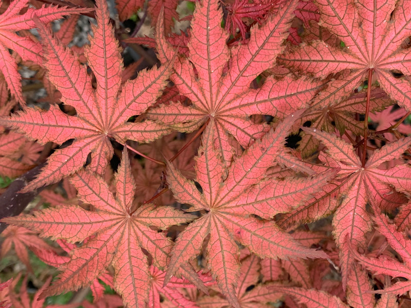 - Acer palmatum 'Celebration' Japanese Maple - Mr Maple │ Buy Japanese Maple Trees