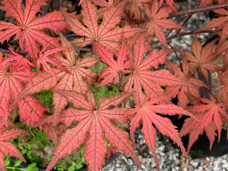 - Acer palmatum 'Celebration' Japanese Maple - Mr Maple │ Buy Japanese Maple Trees