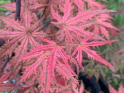 - Acer palmatum 'Celebration' Japanese Maple - Mr Maple │ Buy Japanese Maple Trees