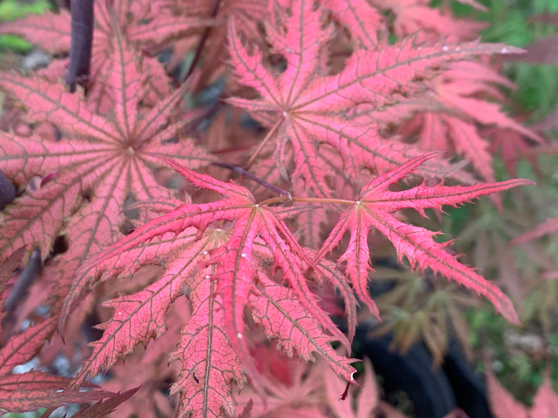 - Acer palmatum 'Celebration' Japanese Maple - Mr Maple │ Buy Japanese Maple Trees