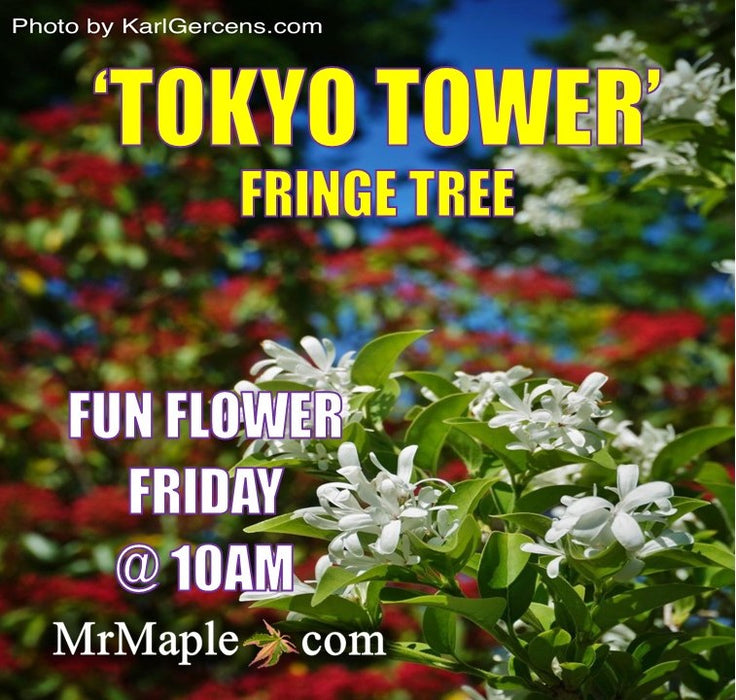 Chionanthus retusus 'Tokyo Tower' Columnar Chinese Fringe Tree