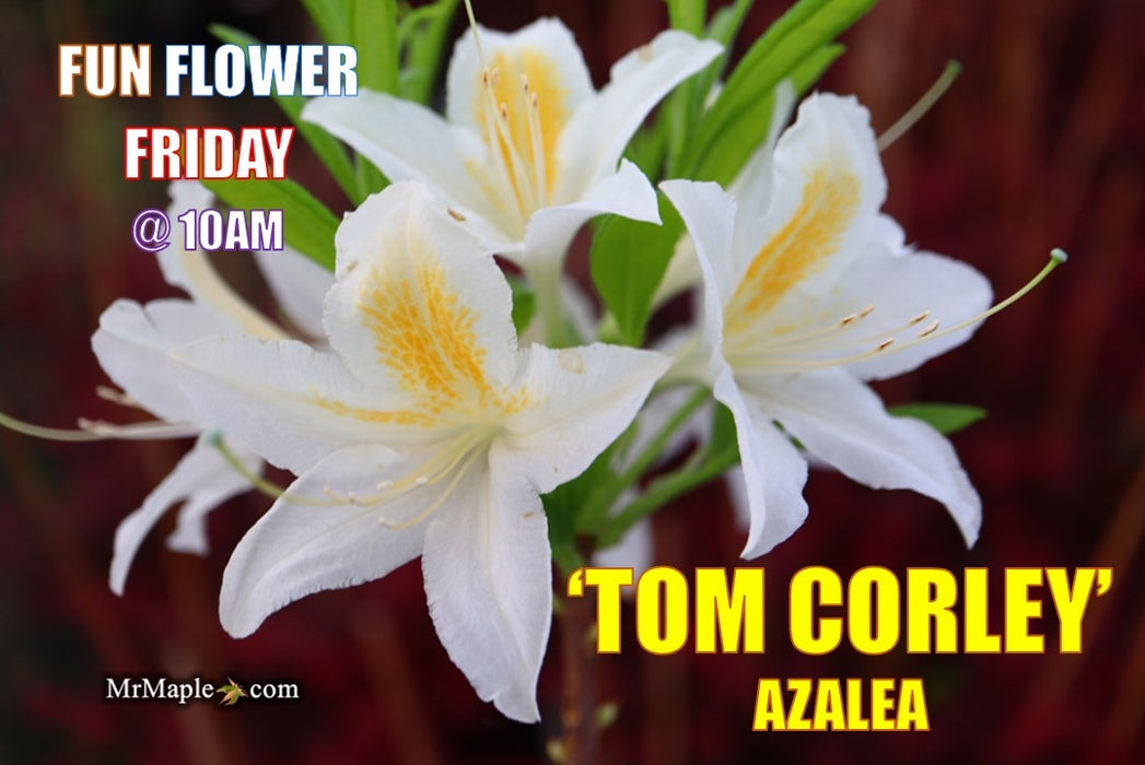 Azalea 'Tom Corley’ Auburn Deciduous Azalea