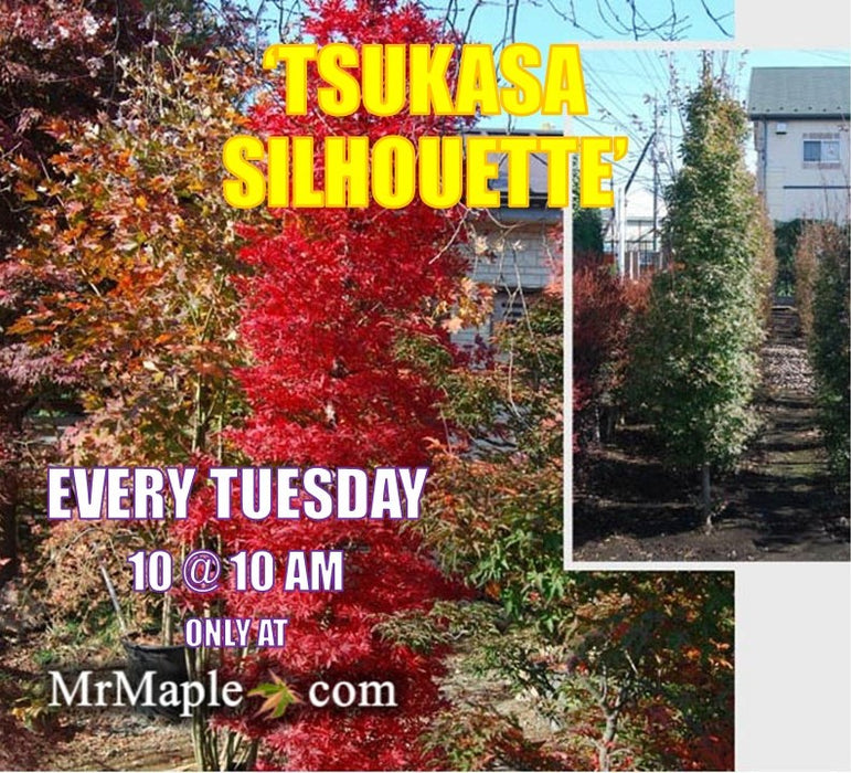 Acer palmatum 'Tsukasa Silhouette' Columnar Japanese Maple