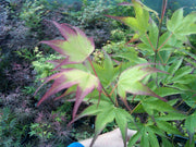 - Acer palmatum 'Tsuma gaki' Japanese Maple - Mr Maple │ Buy Japanese Maple Trees