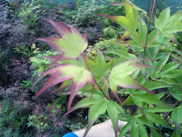 - Acer palmatum 'Tsuma gaki' Japanese Maple - Mr Maple │ Buy Japanese Maple Trees