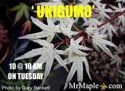 - Acer palmatum 'Ukigumo' Floating Clouds Japanese Maple - Mr Maple │ Buy Japanese Maple Trees