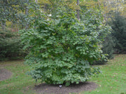 - Acer japonicum 'Vitifolium' Large Leaf Full Moon Japanese Maple - Mr Maple │ Buy Japanese Maple Trees