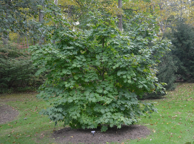 - Acer japonicum 'Vitifolium' Large Leaf Full Moon Japanese Maple - Mr Maple │ Buy Japanese Maple Trees