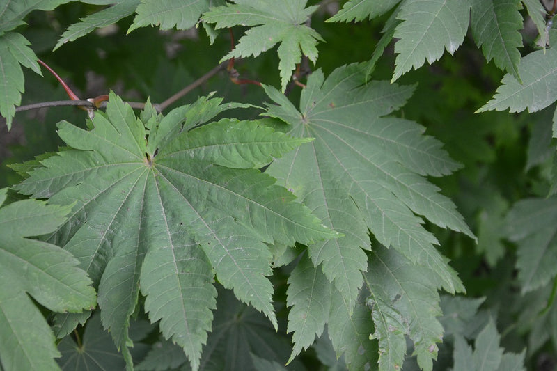 - Acer japonicum 'Vitifolium' Large Leaf Full Moon Japanese Maple - Mr Maple │ Buy Japanese Maple Trees