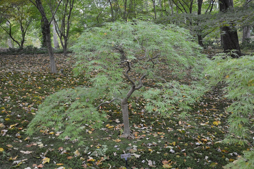 Acer palmatum 'Waterfall' Japanese Maple