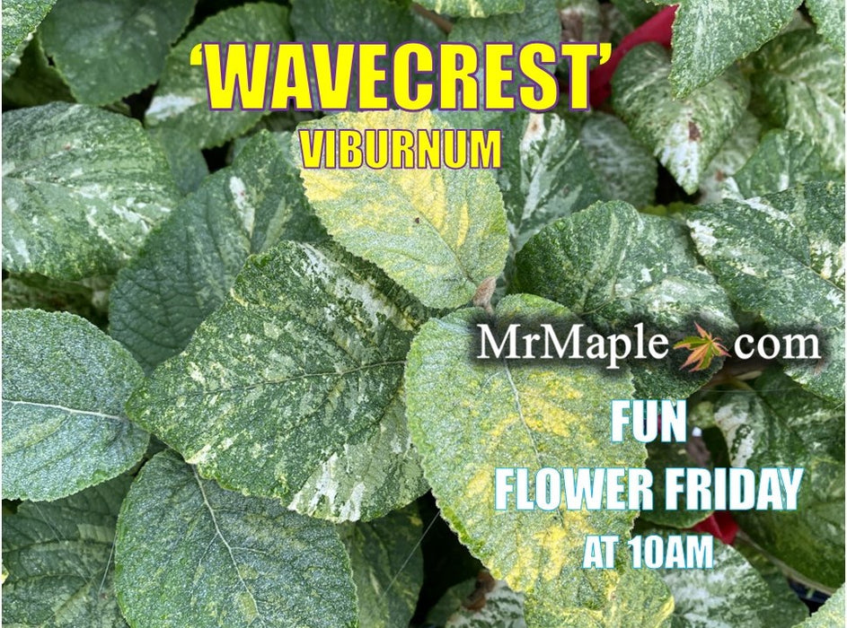 Viburnum lantana 'Wavecrest' Variegata Wayfaring Tree Viburnum