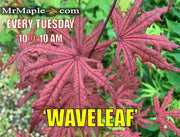 - Acer palmatum 'Waveleaf' Japanese Maple - Mr Maple │ Buy Japanese Maple Trees