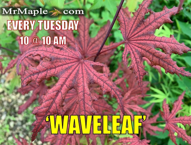 - Acer palmatum 'Waveleaf' Japanese Maple - Mr Maple │ Buy Japanese Maple Trees
