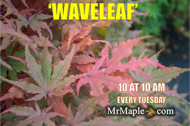 - Acer palmatum 'Waveleaf' Japanese Maple - Mr Maple │ Buy Japanese Maple Trees