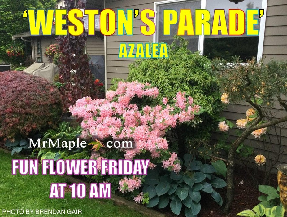 Azalea 'Weston’s Parade’ Pink Flowers Deciduous Azalea