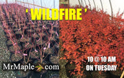 - Acer palmatum 'Wildfire' Coral bark Winter Interest Japanese Maple - Mr Maple │ Buy Japanese Maple Trees