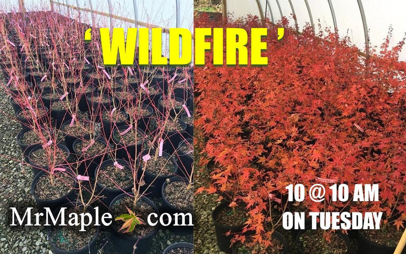 - Acer palmatum 'Wildfire' Coral bark Winter Interest Japanese Maple - Mr Maple │ Buy Japanese Maple Trees