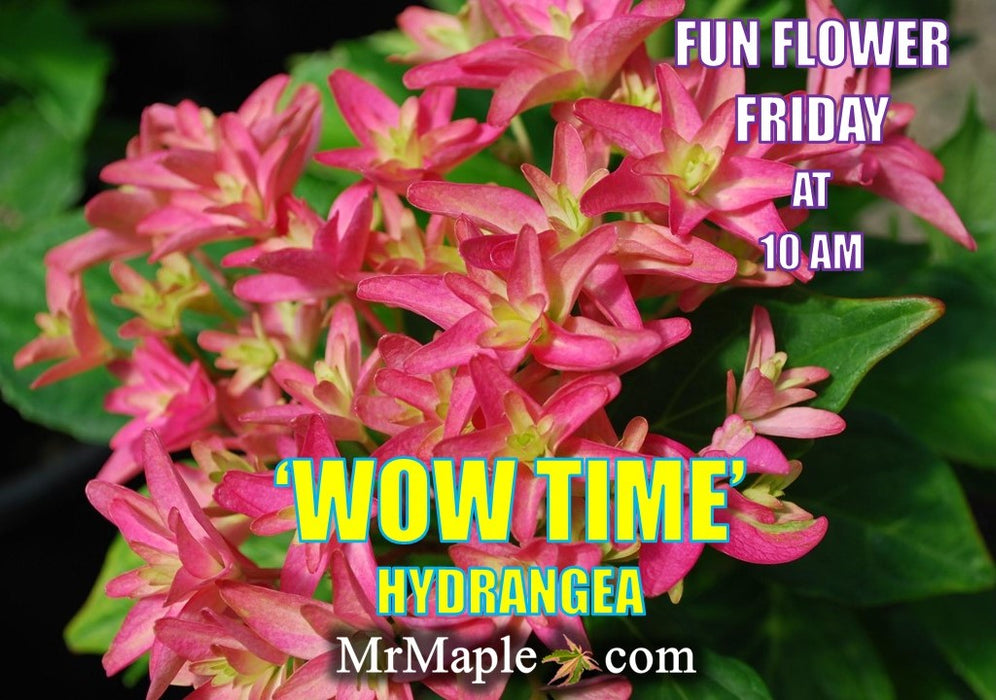 Hydrangea macrophylla 'Wow Time’ Hydrangea