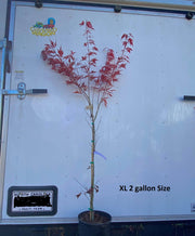 - Acer palmatum 'Lileeanne's Jewel' Japanese Maple - Mr Maple │ Buy Japanese Maple Trees