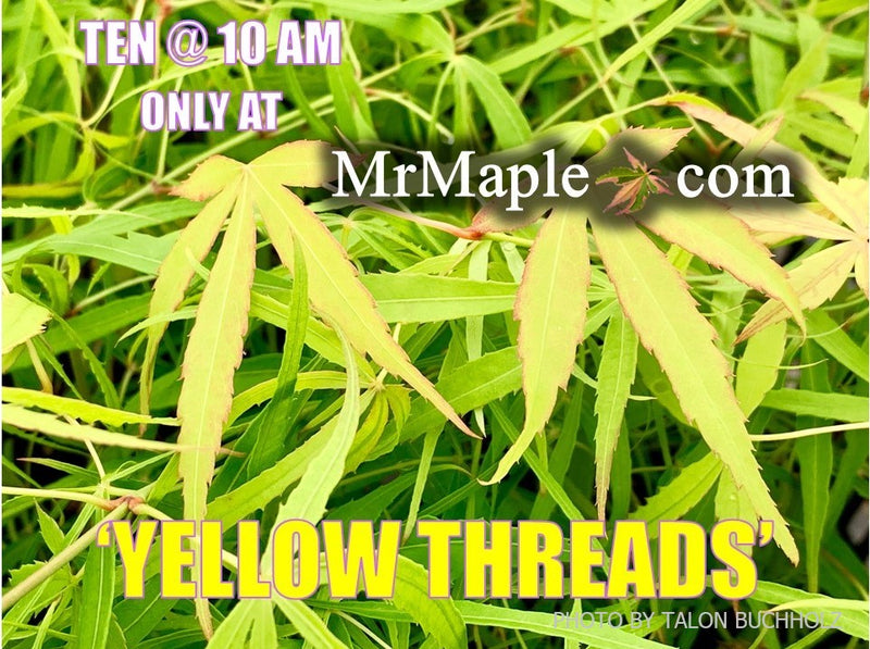 - Acer palmatum 'Yellow Threads' Rare Japanese Maple - Mr Maple │ Buy Japanese Maple Trees