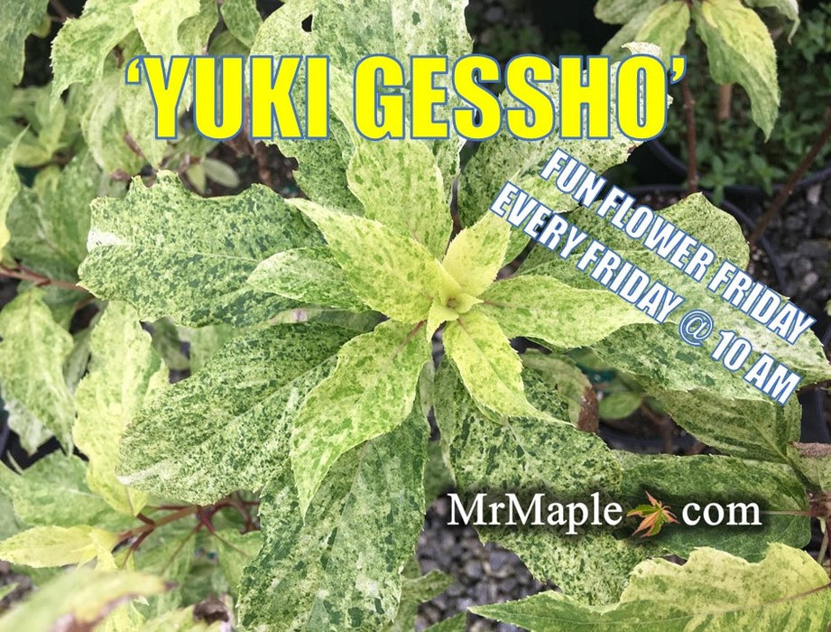 Hydrangea paniculata 'Yuki gessho' Variegated Hydrangea