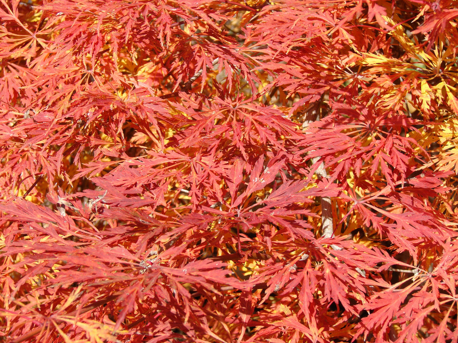 Acer japonicum 'Green Cascade' Japanese Maple