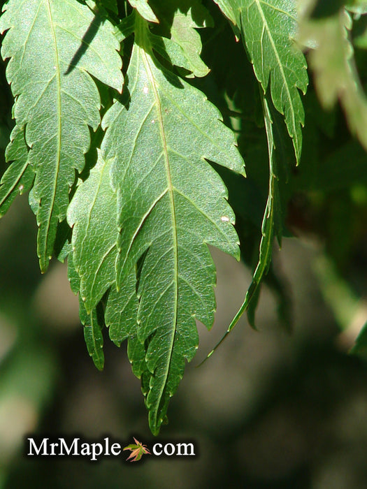 Acer palmatum 'Hagoromo' Angel Feather Japanese Maple